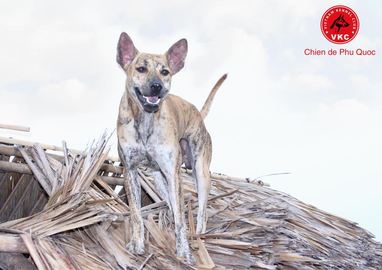 puedes ver perros en phu quoc